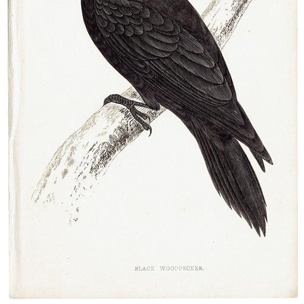 BLACK WOODPECKER ޥ 1850ǯ ꥹ ƥץ ʪ  (A history of British birds)   0135