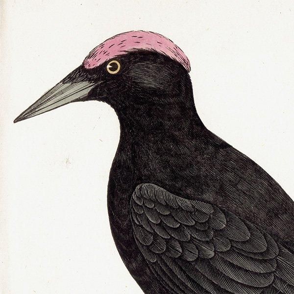 BLACK WOODPECKER ޥ 1850ǯ ꥹ ƥץ ʪ  (A history of British birds)   0135