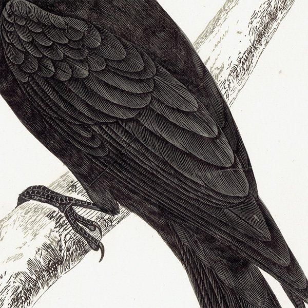 BLACK WOODPECKER ޥ 1850ǯ ꥹ ƥץ ʪ  (A history of British birds)   0135