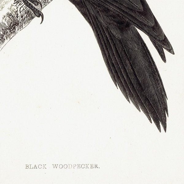 BLACK WOODPECKER ޥ 1850ǯ ꥹ ƥץ ʪ  (A history of British birds)   0135