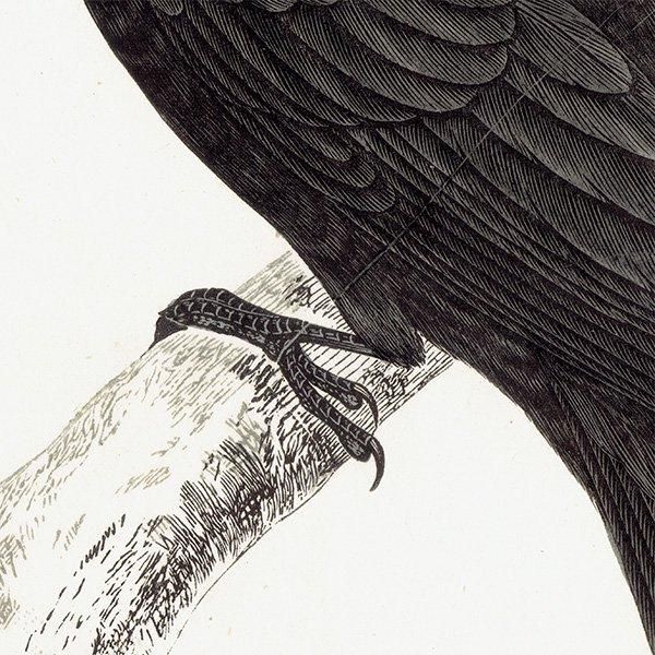 BLACK WOODPECKER ޥ 1850ǯ ꥹ ƥץ ʪ  (A history of British birds)   0135