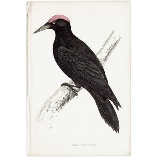 BLACK WOODPECKER ޥ 1850ǯ ꥹ ƥץ ʪ  (A history of British birds)   0135