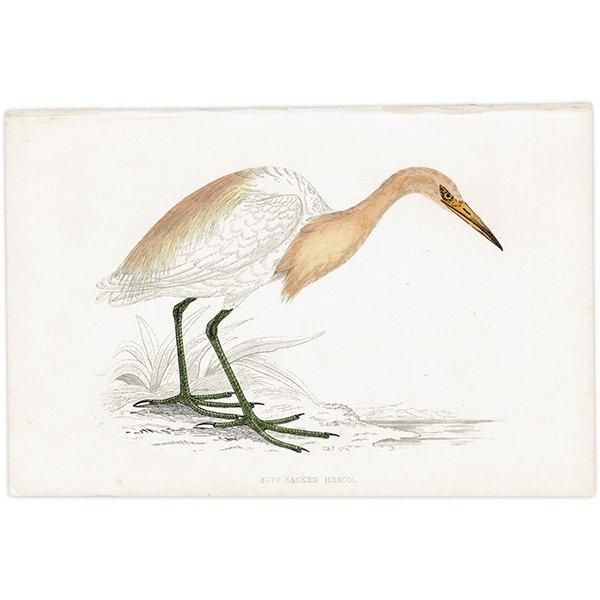 BUFF BACKED HERON ޥ 1850ǯ ꥹ ƥץ ʪ  (A history of British birds)   0144