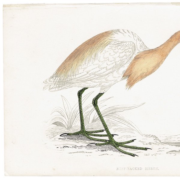 BUFF BACKED HERON ޥ 1850ǯ ꥹ ƥץ ʪ  (A history of British birds)   0144<img class='new_mark_img2' src='https://img.shop-pro.jp/img/new/icons5.gif' style='border:none;display:inline;margin:0px;padding:0px;width:auto;' />