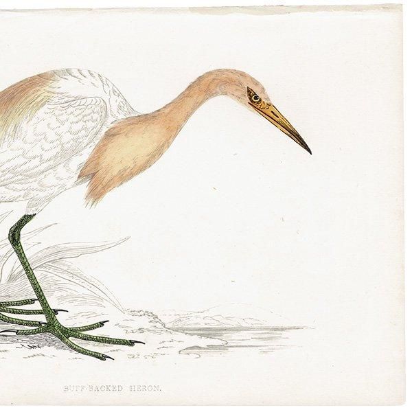 BUFF BACKED HERON ޥ 1850ǯ ꥹ ƥץ ʪ  (A history of British birds)   0144