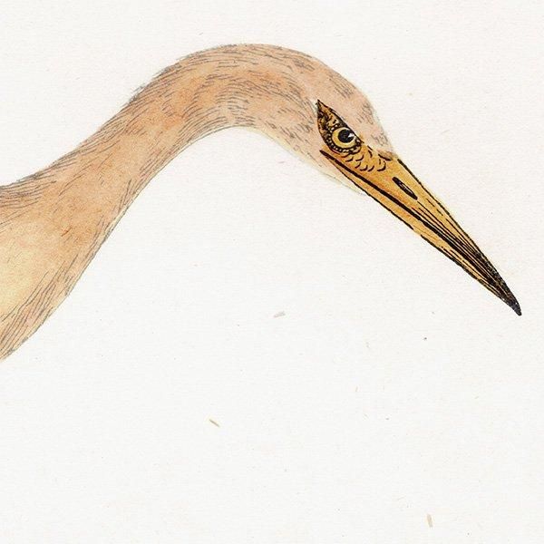 BUFF BACKED HERON ޥ 1850ǯ ꥹ ƥץ ʪ  (A history of British birds)   0144