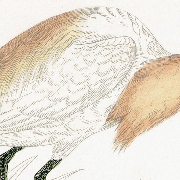 BUFF BACKED HERON ޥ 1850ǯ ꥹ ƥץ ʪ  (A history of British birds)   0144