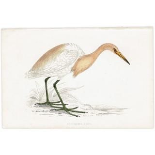 鳥(Birds) - インテリアにプラスしたくなる アンティーク と 鳥(Birds) - インテリアにプラスしたくなる アンティーク と