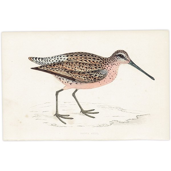 BROWN SNIPE  1850ǯ ꥹ ƥץ ʪ Ļγ  (A history of British birds)   0142<img class='new_mark_img2' src='https://img.shop-pro.jp/img/new/icons5.gif' style='border:none;display:inline;margin:0px;padding:0px;width:auto;' />