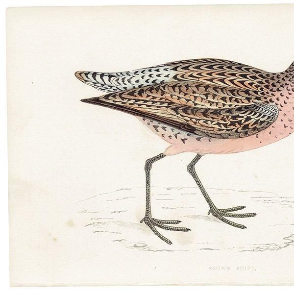 BROWN SNIPE タシギ 1850年代 イギリス アンティークプリント 博物画 鳥の絵  (A history of British birds)   0142