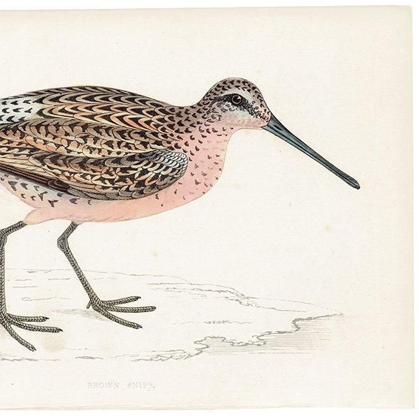 BROWN SNIPE タシギ 1850年代 イギリス アンティークプリント 博物画 鳥の絵  (A history of British birds)   0142