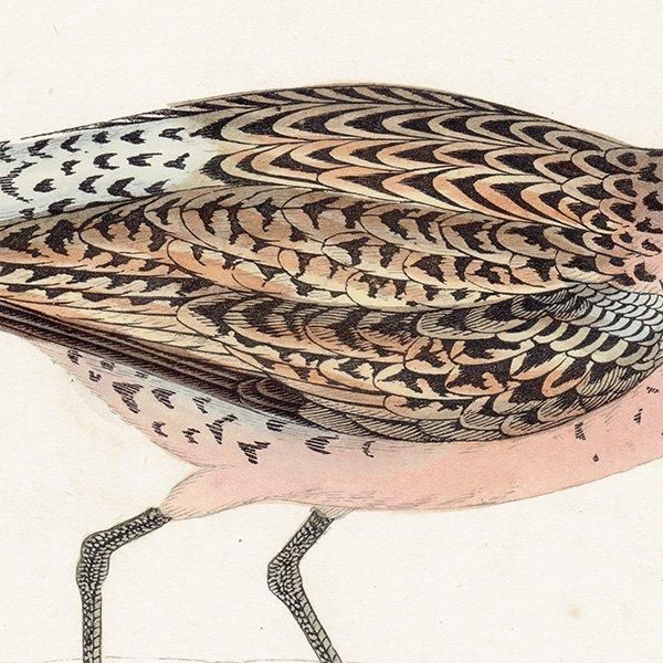 BROWN SNIPE タシギ 1850年代 イギリス アンティークプリント 博物画 鳥の絵  (A history of British birds)   0142