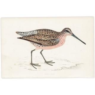 BROWN SNIPE  1850ǯ ꥹ ƥץ ʪ Ļγ  (A history of British birds)   0142