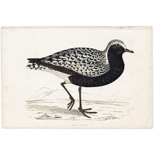 GREY PLOVER  1850ǯ ꥹ ƥץ ʪ Ļγ  (A history of British birds)   0148
