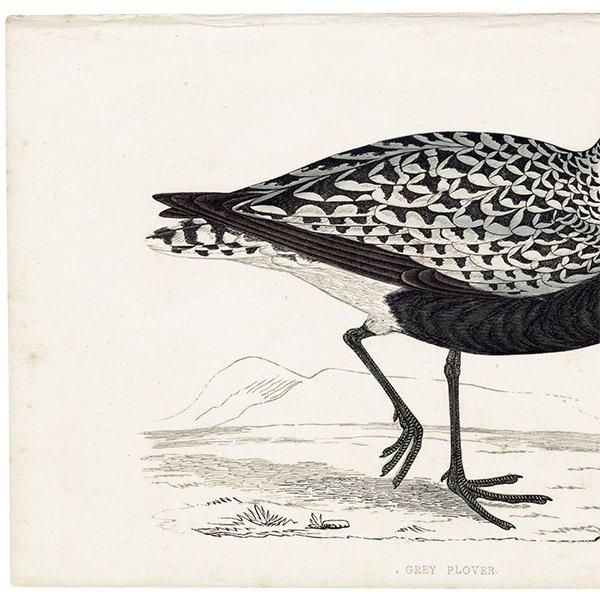 GREY PLOVER  1850ǯ ꥹ ƥץ ʪ Ļγ  (A history of British birds)   0148