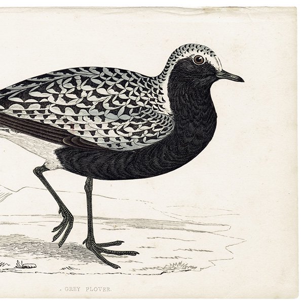 GREY PLOVER  1850ǯ ꥹ ƥץ ʪ Ļγ  (A history of British birds)   0148<img class='new_mark_img2' src='https://img.shop-pro.jp/img/new/icons5.gif' style='border:none;display:inline;margin:0px;padding:0px;width:auto;' />