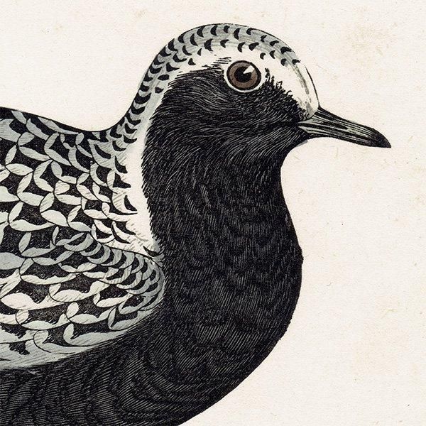 GREY PLOVER  1850ǯ ꥹ ƥץ ʪ Ļγ  (A history of British birds)   0148