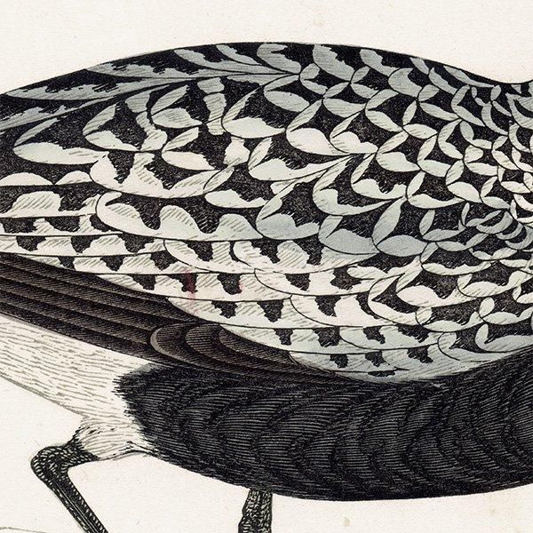 GREY PLOVER  1850ǯ ꥹ ƥץ ʪ Ļγ  (A history of British birds)   0148