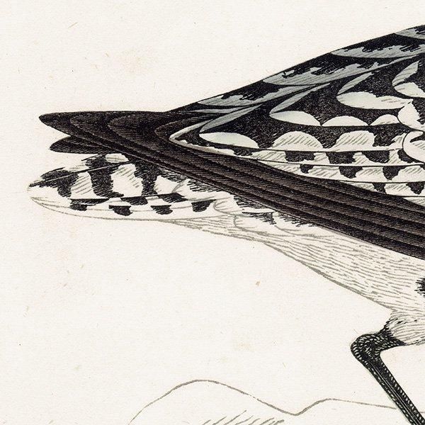 GREY PLOVER  1850ǯ ꥹ ƥץ ʪ Ļγ  (A history of British birds)   0148