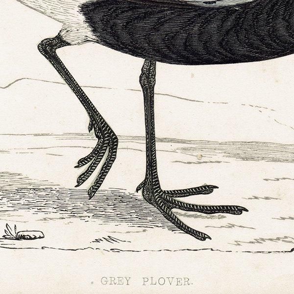 GREY PLOVER  1850ǯ ꥹ ƥץ ʪ Ļγ  (A history of British birds)   0148
