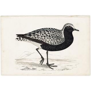 GREY PLOVER  1850ǯ ꥹ ƥץ ʪ Ļγ  (A history of British birds)   0148