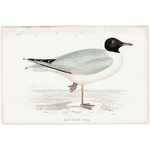 BLACK-HEADED GULL ꥫ 1850ǯ ꥹ ƥץ ʪ Ļγ  (A history of British birds)   0146