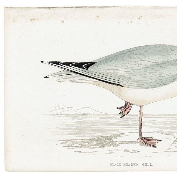BLACK-HEADED GULL ꥫ 1850ǯ ꥹ ƥץ ʪ Ļγ  (A history of British birds)   0146