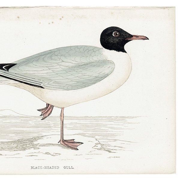 BLACK-HEADED GULL ꥫ 1850ǯ ꥹ ƥץ ʪ Ļγ  (A history of British birds)   0146