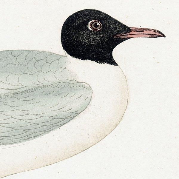 BLACK-HEADED GULL ꥫ 1850ǯ ꥹ ƥץ ʪ Ļγ  (A history of British birds)   0146