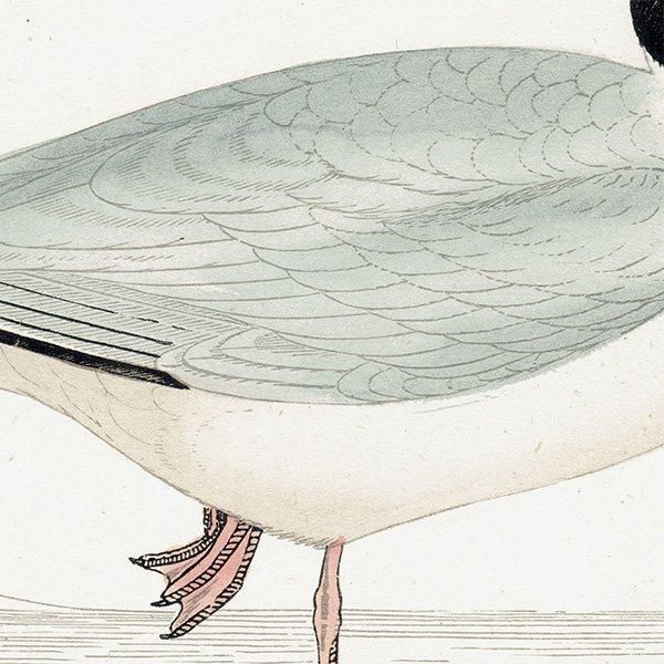 BLACK-HEADED GULL ꥫ 1850ǯ ꥹ ƥץ ʪ Ļγ  (A history of British birds)   0146