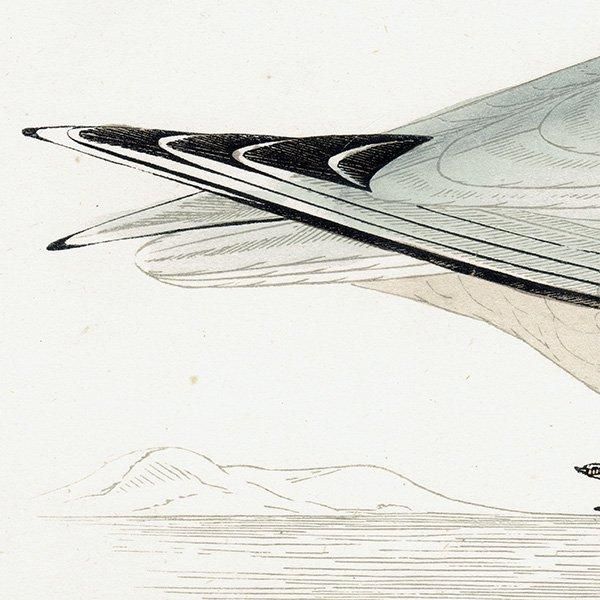 BLACK-HEADED GULL ꥫ 1850ǯ ꥹ ƥץ ʪ Ļγ  (A history of British birds)   0146