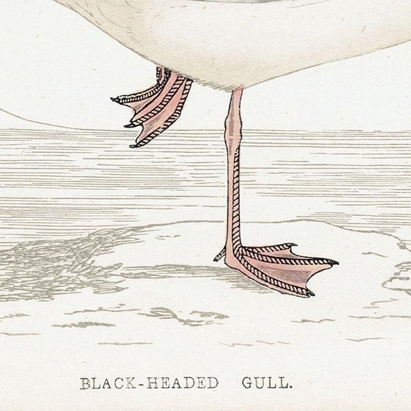 BLACK-HEADED GULL ꥫ 1850ǯ ꥹ ƥץ ʪ Ļγ  (A history of British birds)   0146