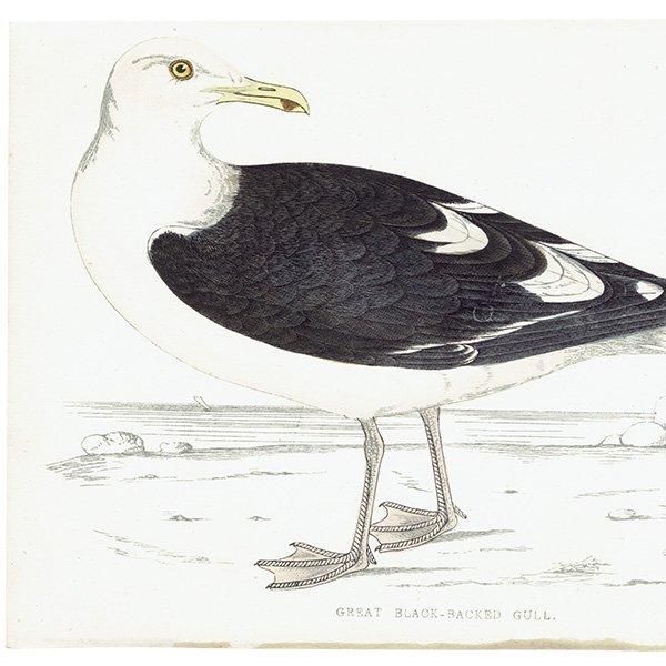GREAT BLACK-BACKED GULL  1850ǯ ꥹ ƥץ ʪ Ļγ  (A history of British birds)   0147