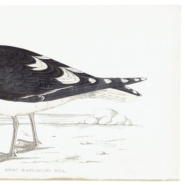 GREAT BLACK-BACKED GULL  1850ǯ ꥹ ƥץ ʪ Ļγ  (A history of British birds)   0147
