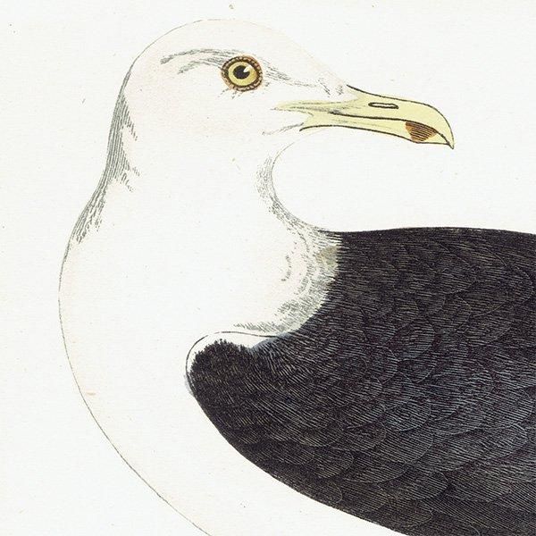 GREAT BLACK-BACKED GULL  1850ǯ ꥹ ƥץ ʪ Ļγ  (A history of British birds)   0147