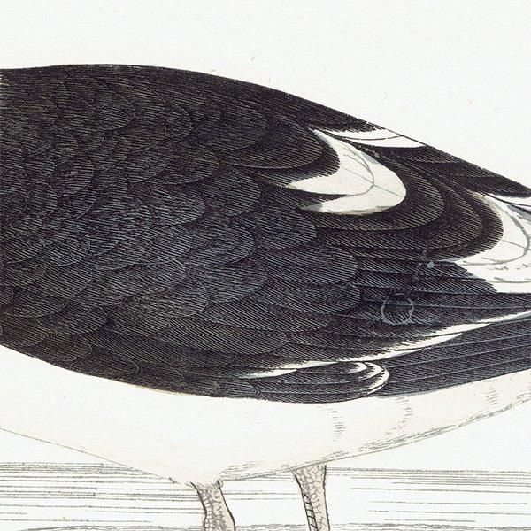 GREAT BLACK-BACKED GULL  1850ǯ ꥹ ƥץ ʪ Ļγ  (A history of British birds)   0147
