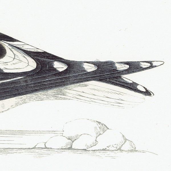 GREAT BLACK-BACKED GULL  1850ǯ ꥹ ƥץ ʪ Ļγ  (A history of British birds)   0147