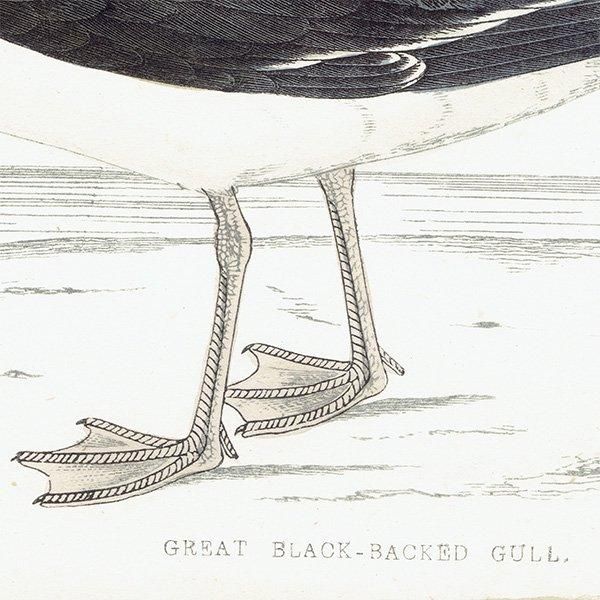 GREAT BLACK-BACKED GULL  1850ǯ ꥹ ƥץ ʪ Ļγ  (A history of British birds)   0147