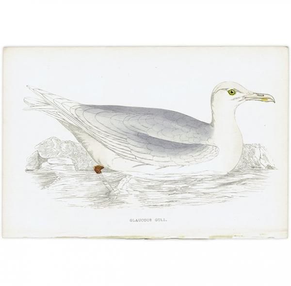 GLAUCOUS GULL  1850ǯ ꥹ ƥץ ʪ Ļγ  (A history of British birds)   0149