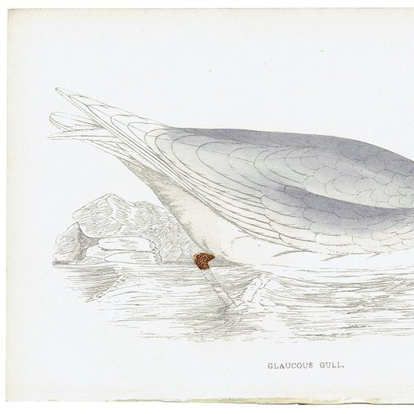 GLAUCOUS GULL  1850ǯ ꥹ ƥץ ʪ Ļγ  (A history of British birds)   0149