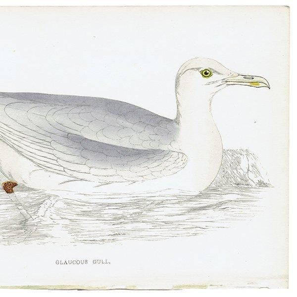 GLAUCOUS GULL  1850ǯ ꥹ ƥץ ʪ Ļγ  (A history of British birds)   0149