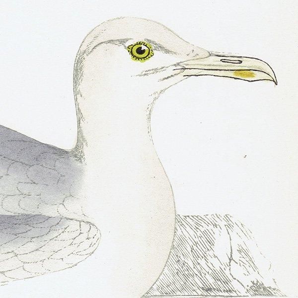GLAUCOUS GULL  1850ǯ ꥹ ƥץ ʪ Ļγ  (A history of British birds)   0149