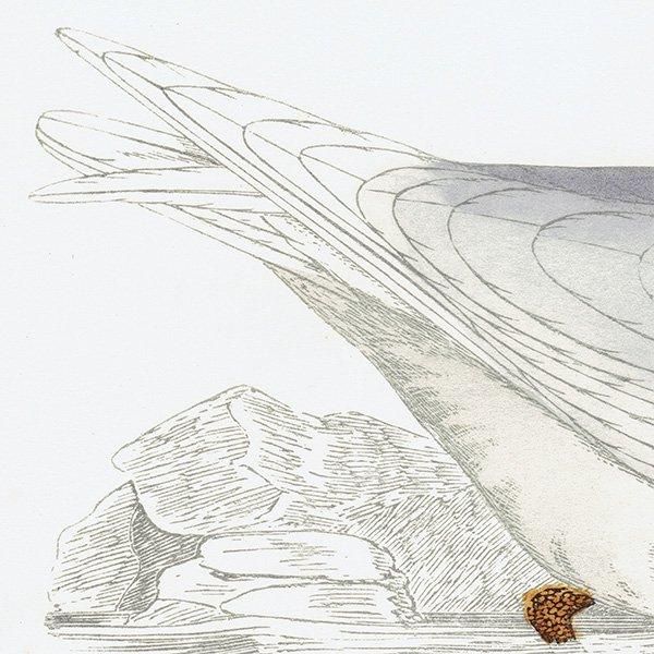 GLAUCOUS GULL  1850ǯ ꥹ ƥץ ʪ Ļγ  (A history of British birds)   0149
