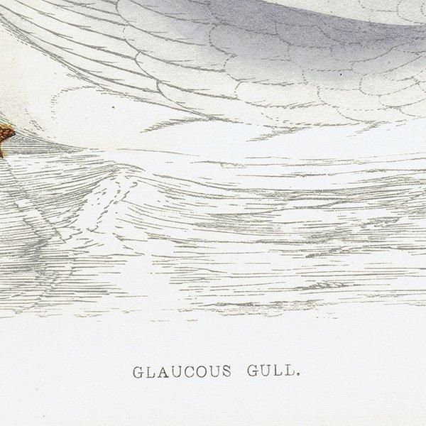 GLAUCOUS GULL  1850ǯ ꥹ ƥץ ʪ Ļγ  (A history of British birds)   0149