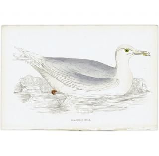 鳥(Birds) - インテリアにプラスしたくなる アンティーク と 鳥(Birds) - インテリアにプラスしたくなる アンティーク と