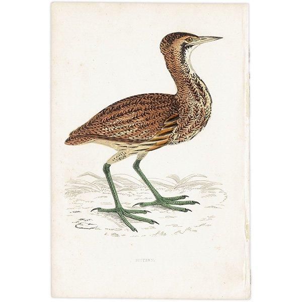 BITTERN 󥫥Υ 1850ǯ ꥹ ƥץ ʪ Ļγ  (A history of British birds)   0143
