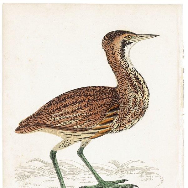 BITTERN 󥫥Υ 1850ǯ ꥹ ƥץ ʪ Ļγ  (A history of British birds)   0143