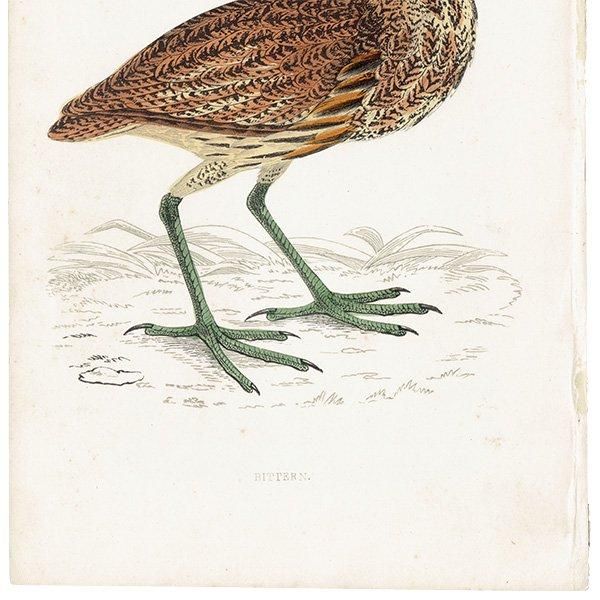 BITTERN 󥫥Υ 1850ǯ ꥹ ƥץ ʪ Ļγ  (A history of British birds)   0143