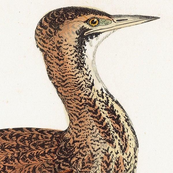 BITTERN 󥫥Υ 1850ǯ ꥹ ƥץ ʪ Ļγ  (A history of British birds)   0143