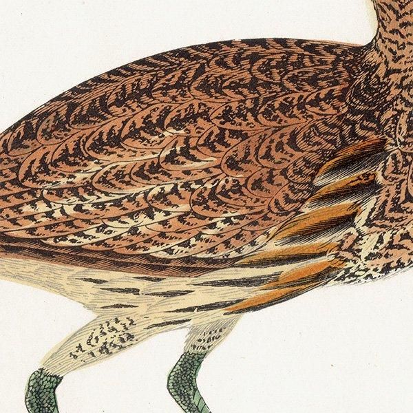 BITTERN 󥫥Υ 1850ǯ ꥹ ƥץ ʪ Ļγ  (A history of British birds)   0143